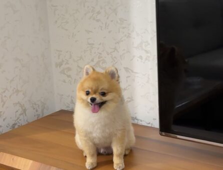 Pomeranian Boo 11 Aylık Oğlum Eş Arıyorum