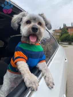 Havanese Terrier Oğluma Eş Arıyorum