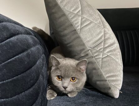 British Shorthair Prensese Eş Arıyorum 2 Yaşında