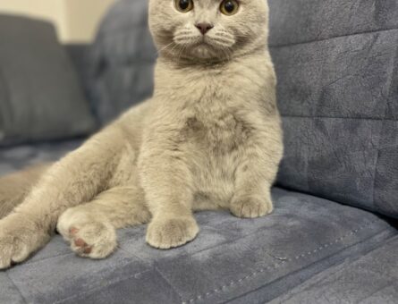 British Shorthair Kedimize Eş Arıyoruz