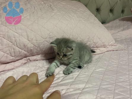 British Shorthair Kedime Eş Arıyorum