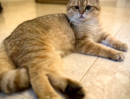 British Shorthair 11 Aylık Oğlumuza Eş Arıyoruz