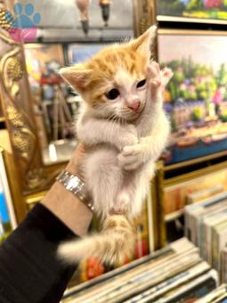 Scottish Fold Kedime Eş Arıyoruz