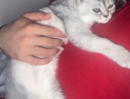 British Shorthair Silver 6 Aylık Kedime Eş Arıyorum