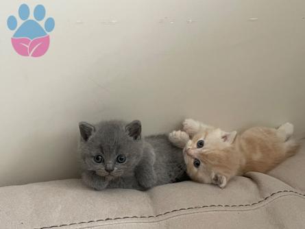 Scottish Fold Dişi Kedime Eş Arıyorum