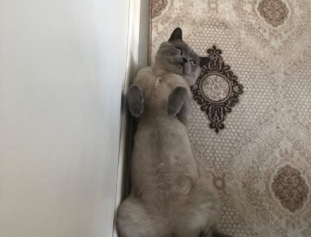 British Shorthair 1,5 Yaşında Kedime Eş Arıyorum