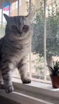 British Shorthair 2 Yaşında Kedime Eş Arıyorum