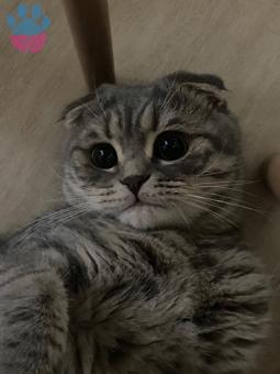 Scottish Fold Oğluma EŞ Arıyorum