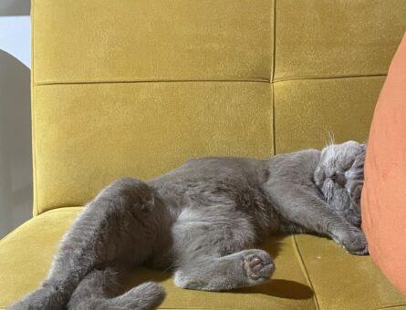 British Shorthair Güzel Kızım Eş Arıyor