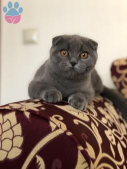 Scottish Fold Erkek 07.07.2019