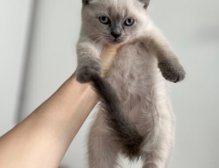 British Shorthair 10 Aylık Kedim Eş Arıyor