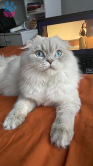 Scottish Fold Longhair Kedime Eş Arıyorum