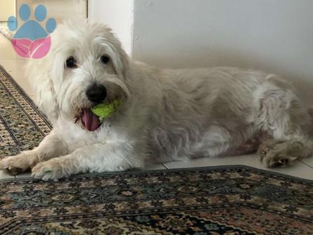 Erkek Beyaz Terrier Oğlumuz İçin Eş İlanı