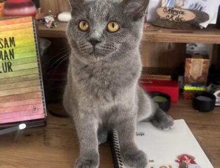 British Shorthair Kedim Eş Arıyor 1 Yaşında