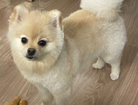 Pomeranian Boo 1 Yaşında Oğluma Eş Arıyorum