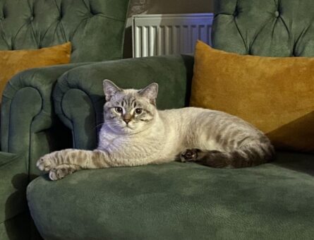 British Shorthair Oğlum çikoya eş arıyoruz