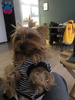 Yorkshire Terrier 4.5 Yaşında Eş Arıyor