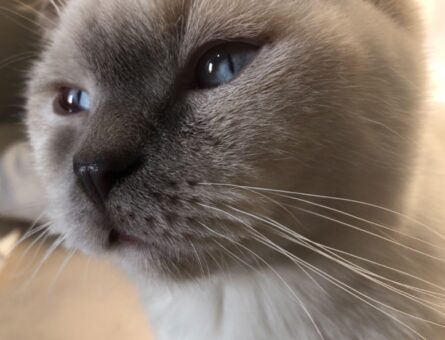 British Shorthair 2 Yaşındaki Kızgınlıkta Kedime Eş Arıyorum
