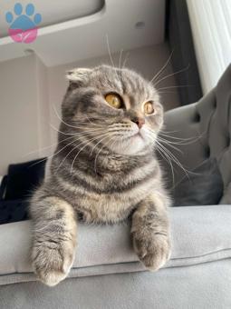 Scottish Fold 1 Yaşında Kızıma Eş Arıyorum