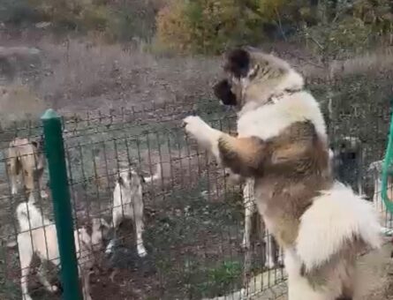 Akita Inu Köpeğime Dişi Eş Arıyorum