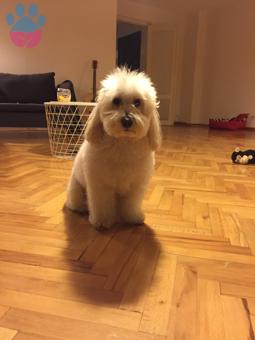 Minyatür Poodle &#8211; İzmir