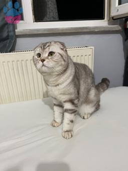 Scottish Fold Oğluma Eş Arıyorum