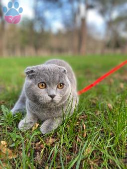 Scottish Fold Ares’e Eş Arıyorum