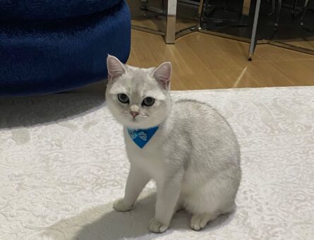 British Shorthair Oğlumuz İçin Eş Arıyoruz