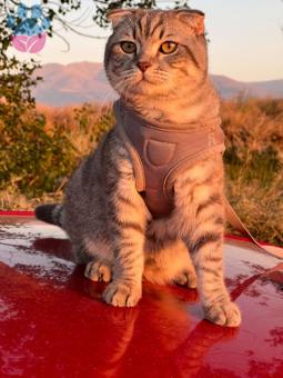 Scottish Fold 15 Aylık Kedime Eş Arıyorum