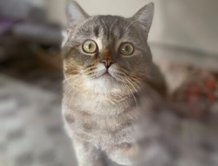 British Shorthair Dişi Kedime Eş Arıyorum