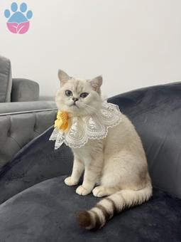 Exotic Shorthair Kızıma Eş Arıyorum