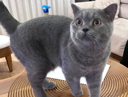 British Shorthair Oğlumuza Eş Arıyoruz