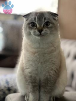 Scottish Fold 8 Aylık Kızıma Eş Arıyorum