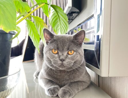 British Shorthair Oğluma Eş Arıyorum