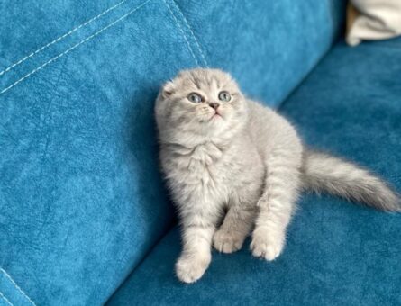 British Shorthair Kedime Eş Arıyorum 1,5 Yaşında