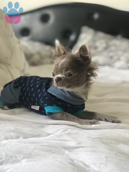 Chihuahua Erkek 1 Yaşında Eş Aranıyor