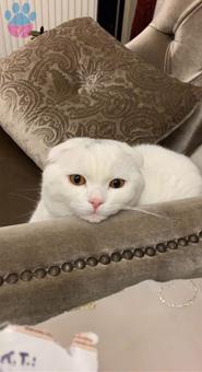 Scottish Fold Oğluma Eş Arıyorum