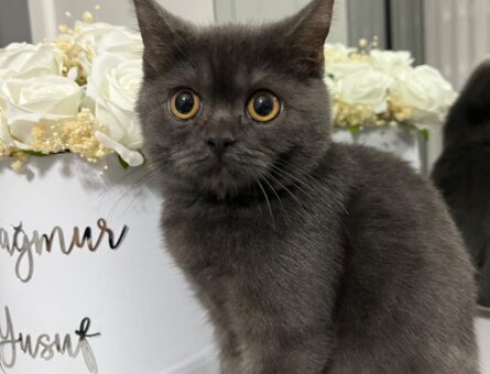 British Shorthair Kızgınlıkta Kedim Çiko Eş Arıyor