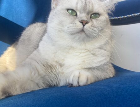 British Shorthair Kedime Eş Arıyorum