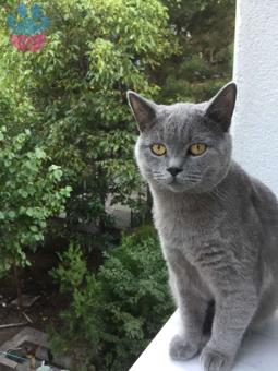 1 Yaşında British Shorthair Oğlumuza Eş Arıyoruz