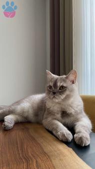 British Shorthair Erkek Kızgınlıkta Eş Arıyor