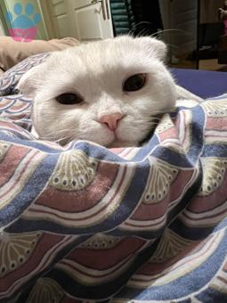 Scottish Fold 14 Aylık Kedime Eş Arıyorum
