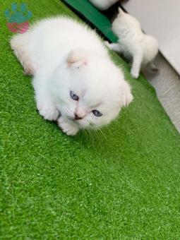 British Shorthair Oğlumuza Acil Bir Dişi Eş Arıyoruz