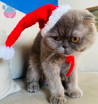 Scottish Fold Oğlumuza Eş Arıyoruz