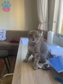 Scottish Fold 3 Aylık Erkek Kedime Eş Arıyorum