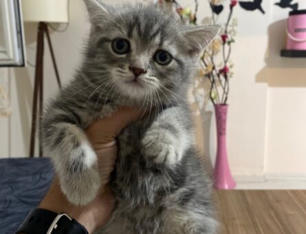 British Shorthair Erkek Kedime Eş Arıyorum