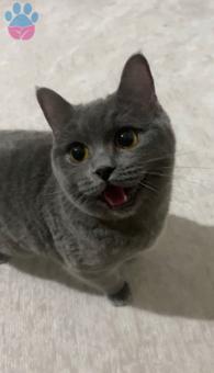 British Shorthair Kızıma Eş Arıyorum