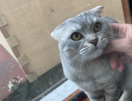 Scottish Fold Kedime Eş Arıyorum 2 Yaşında