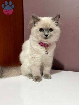 British Shorthair 2 Yaşında Balım Eş Arıyor