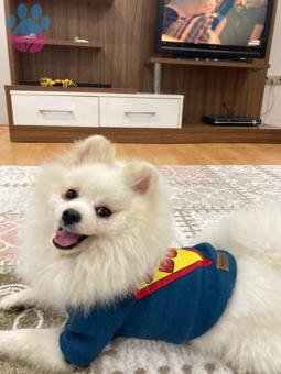 Pomeranian Boo 1.5 Yaşındaki Oğluma Eş Arıyorum